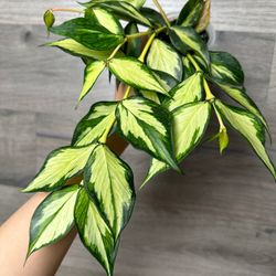 Hoya Polynuera Inner Variation Starter Plant (pictured Is The Mother Plant)