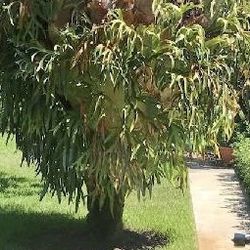 Large staghorn fern tree plant must come off tree (Palm Beach Gardens)