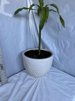 Beautiful indoor plant