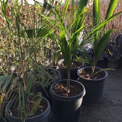 Fruit Trees Shade Trees Rose Trees Vegetables Plants Palms Flowers Etc