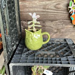 Cute Succulent In A Green Owl Cup
