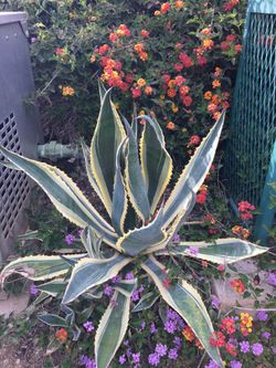 Medium Agave Succulent Plant -
