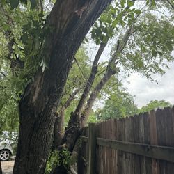 Hacemos Todo Tipo De Trabajo Trineado Y Corte De árboles 🌳 Pintura  De Todo Bendiciónes 
