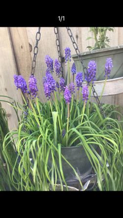 Flowering Muscari plant with hanging basket