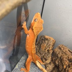 Crested Gecko & Enclosure