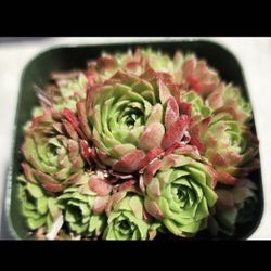 PLANT SALE THIS WEEKEND IN SAN LORENZO  DM FOR APPT