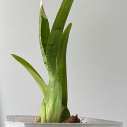 Oncidium orchids Sharry Baby ‘Sweet Fragrance’ AM/AOS