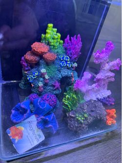 Fish tank w coral