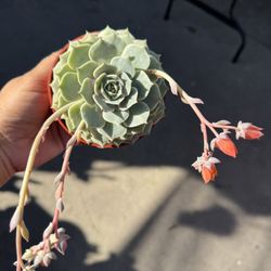 4” Echeveria Lola