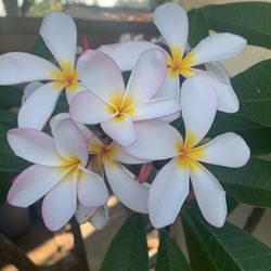 Plumeria Flowers