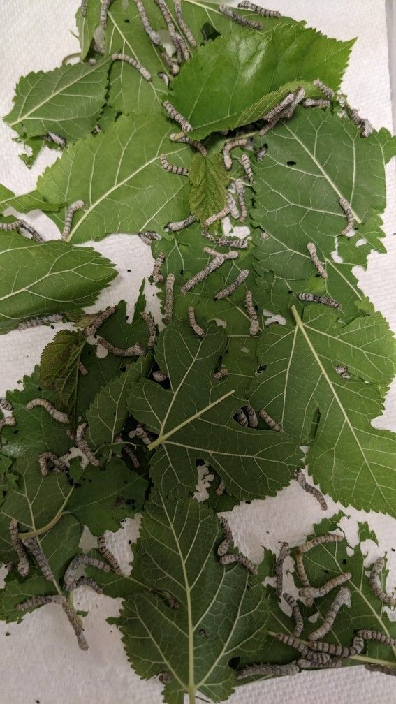 Silkworms For Free