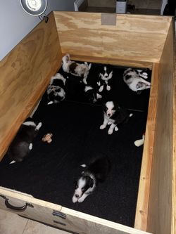 Whelping Box