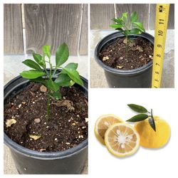 Yuzu Citrus Live Fruit Tree in 1 Gallon Pot  Cash only  Pick up in North San Jose, By appointment only  Fist come first serve  All Sales Final, no ref