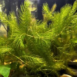 Live Hornwort 