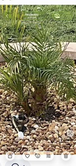 Pygmy Date Palm/Phoenix Roebelinii