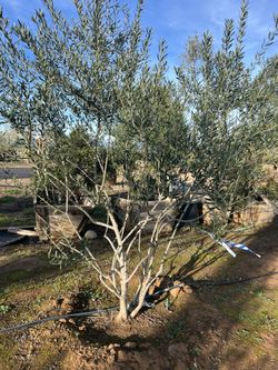Olive Trees For Sale 