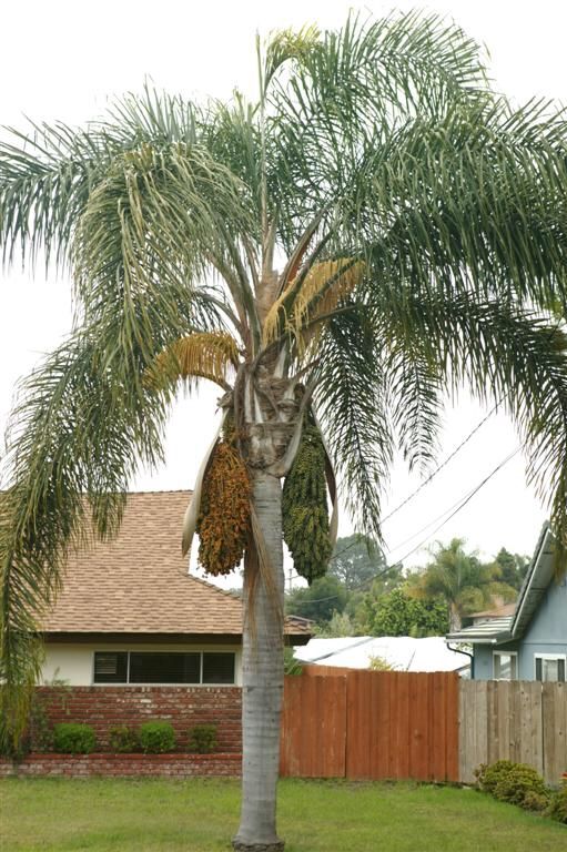 Palm Trimming