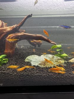 Sunkist Orange Neocaridina 