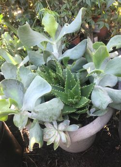 Planta hermosa