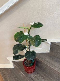 Live Philodendron White Wizard Plant 2 ft Tall 6 in with Ceramic Pot (Please read full description)