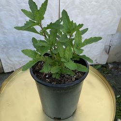 Outdoor Epazote