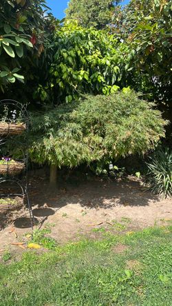 Japanese maples