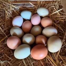 30 Organic Rainbow Eggs
