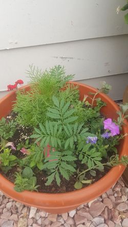 Two pot of mixed flowers