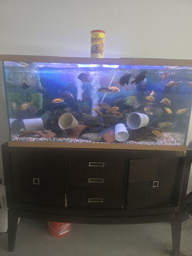 Big fish tank With stand and fishes