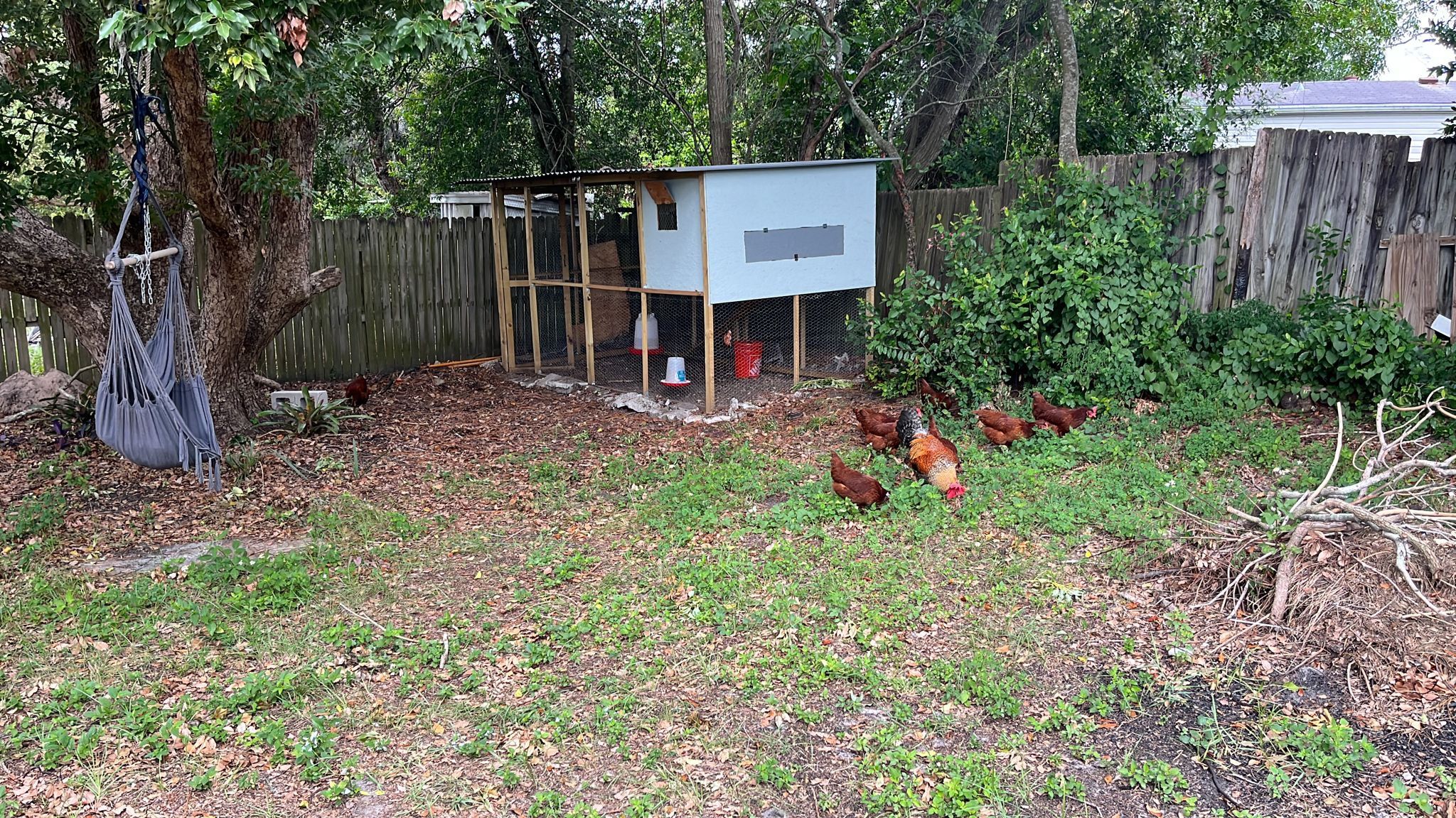 Gallinero /henhouse or chicken coop