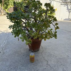 Large Jade Succulent