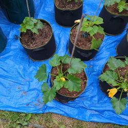 5 gallon Bag Zucchini plant 