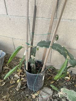 Dragon Fruit Plant