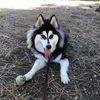 Blanca