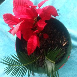 Holiday Planter