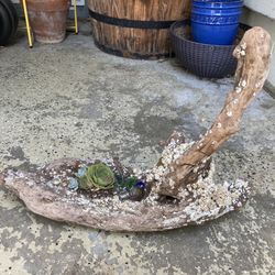Barnacle Driftwood Succulent Planter