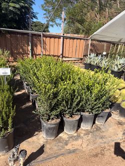 Winter green boxwood 5 gal