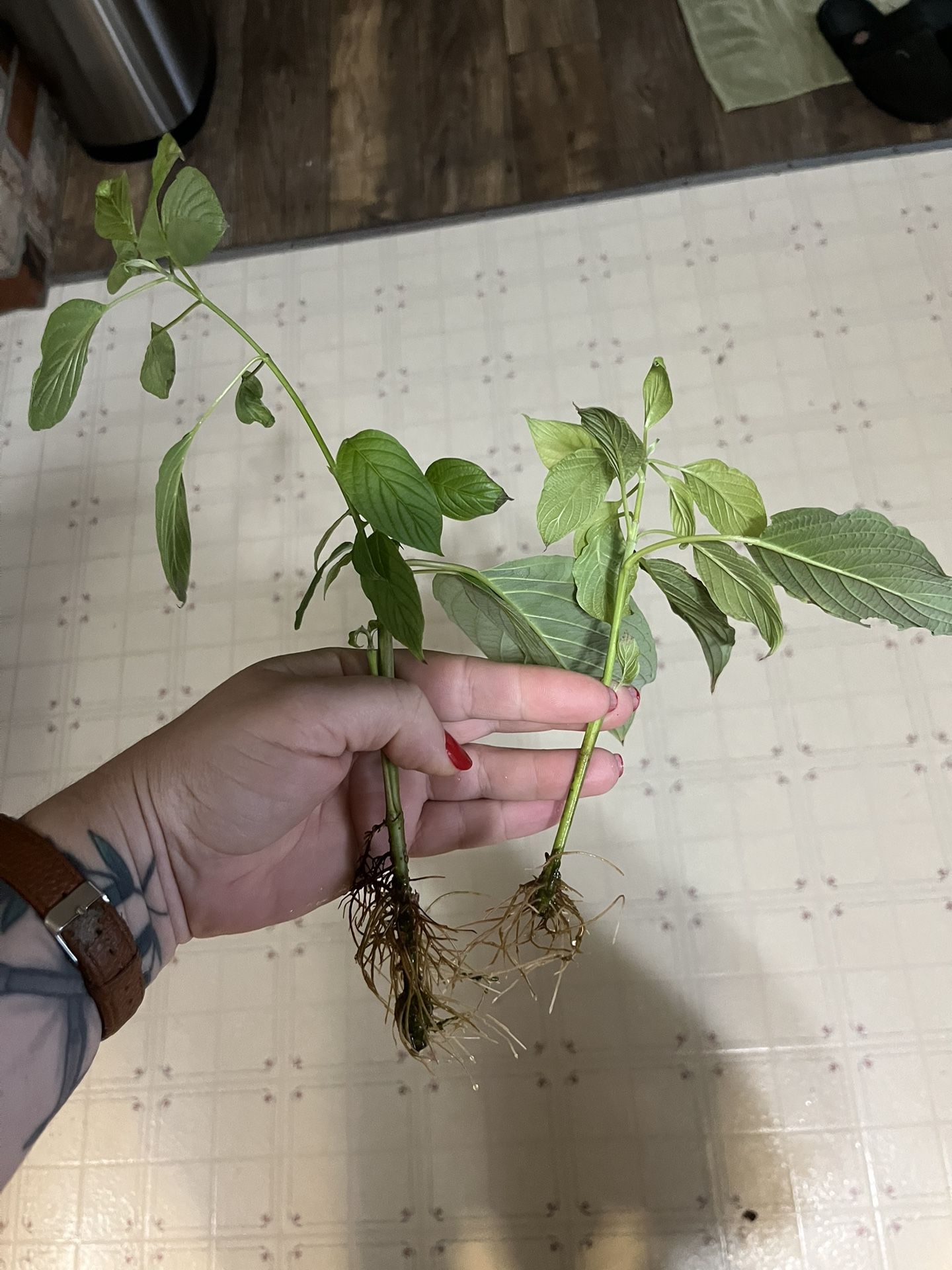 Red Osier Dogwood Native Plant Rooted Cuttings