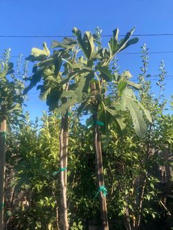 Black figs