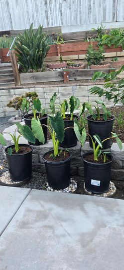 Taros Plants grow in 2 Gallon Pot. $15/each Pot.