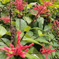 Brazilian Fire Spike For Hummingbirds Butterflies