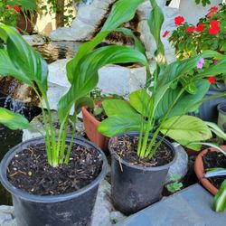 Peace Lily's Plants