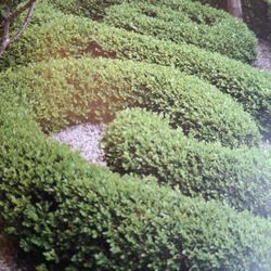 Lawn Care
