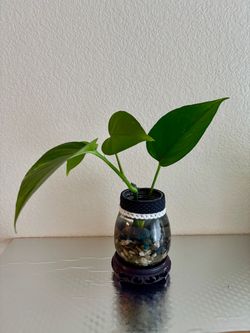Water Propagated Pothos Plant