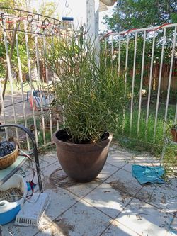 Fire Pencil Cactus Plant