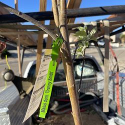 Apple Tree/ Roses/vegetables