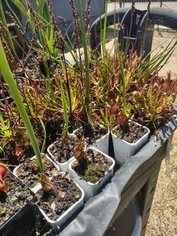 Carnivorous Plants