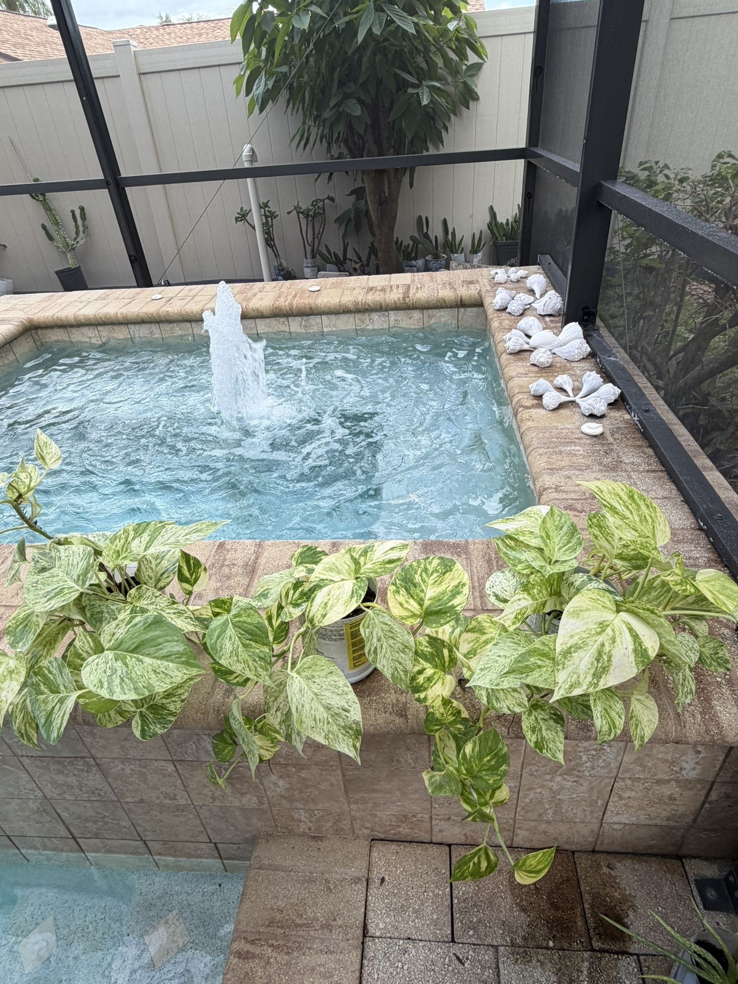 QUEEN POTHOS PLANTS