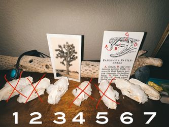 Crystalized Mink Skull