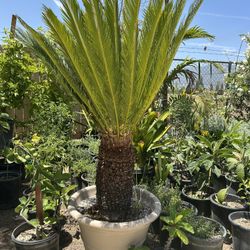 Sago Palm / Palma Sago 